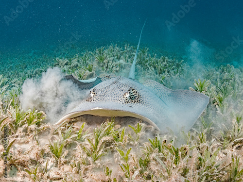 leopard stingray searching for food