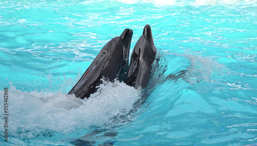 Couple of dolphins swimming in pool of the dolphinarium