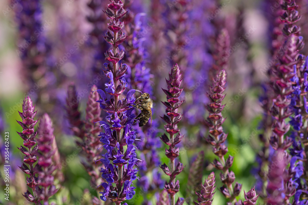 close-up of a honeybee harvesting on blue and purple sage blossoms with blurry background close-up of a honeybee harvesting on blue and purple sage blossoms with blurry background