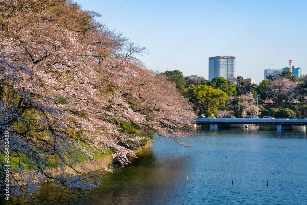 Fototapeta premium 東京 春の千鳥ヶ淵 夕方