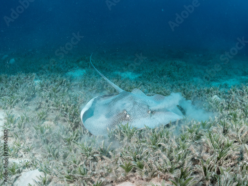 Leopard stingray in seagrass meadow