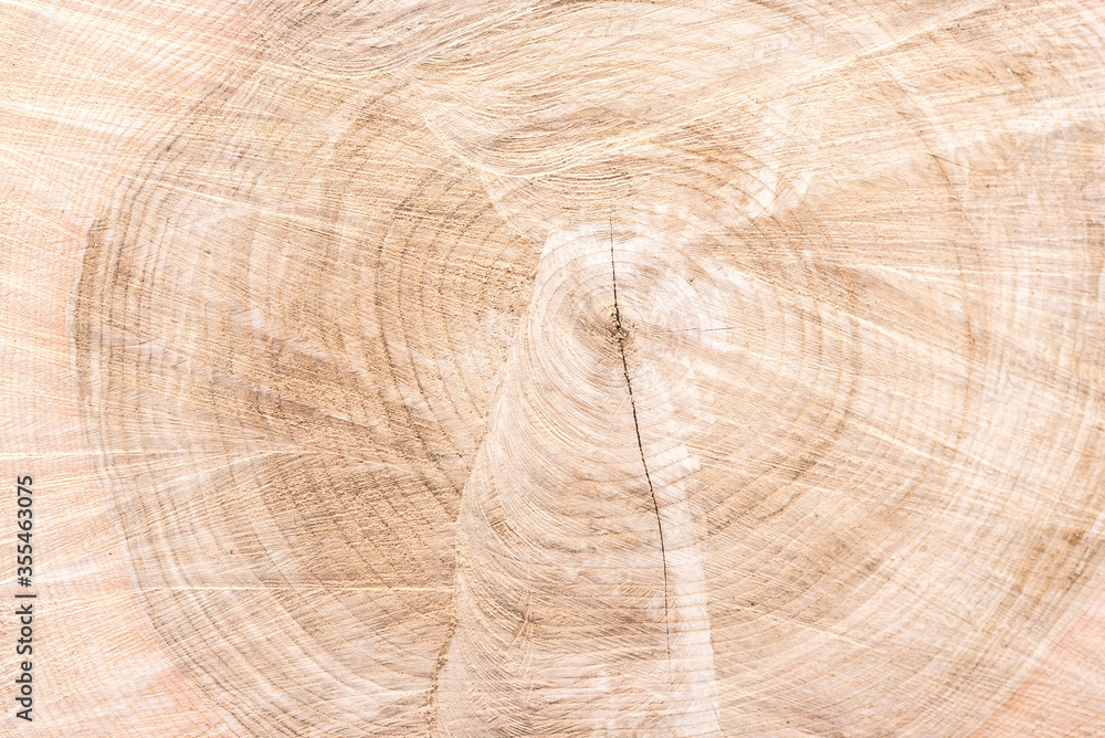 Fototapeta premium Cut down a tree. Problem of destruction of forests and shrubs. Wooden background and texture.