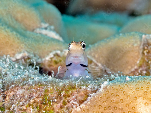 curious combtooth blenny