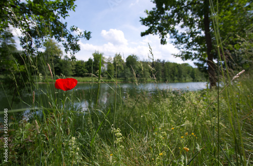 A lonely red flower on a river side.