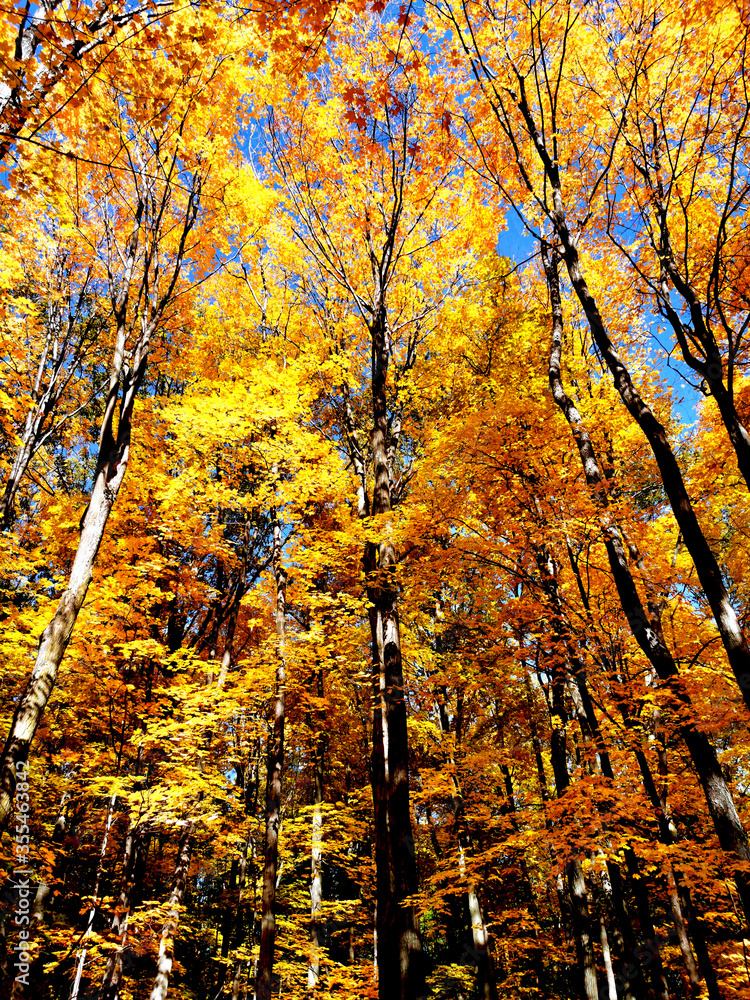 Autumn Maples Sunshine