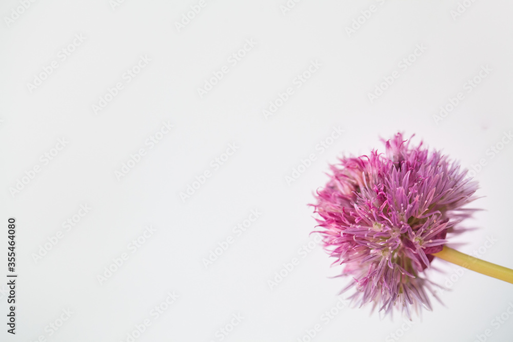 garlic pink flower on a white background Allium roseum (Rosy Garlic)