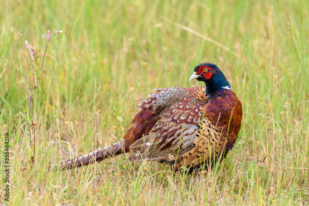 Portrait of a male common pheasant (phasianus colchicus) standing in a meadow Portrait of a male common pheasant (phasianus colchicus) standing in a meadow
