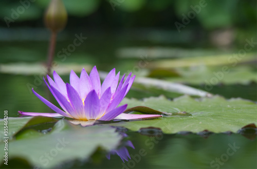 Water flower on a small pond