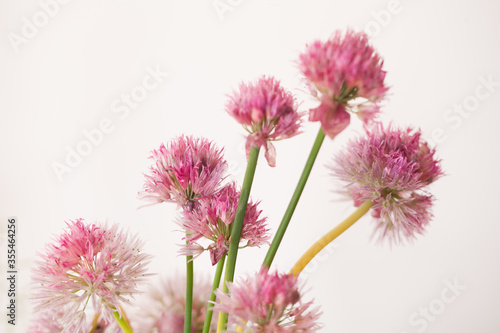 Fototapeta Naklejka Na Ścianę i Meble -  garlic pink flowers on a white background Allium roseum (Rosy Garlic)
