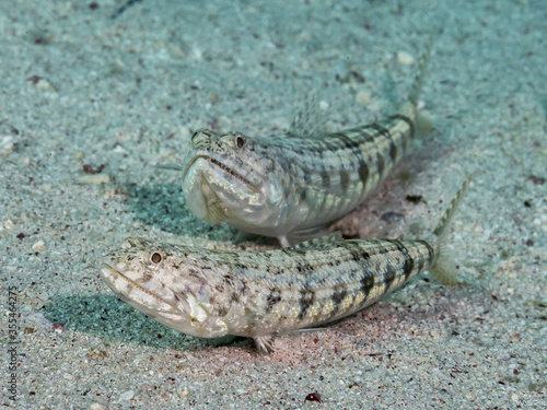 two lizardfish lurking for prey