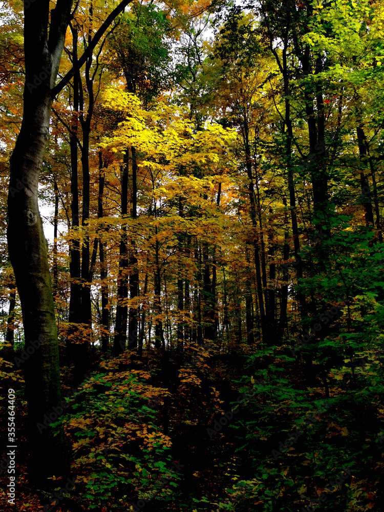 Autumn Yellow