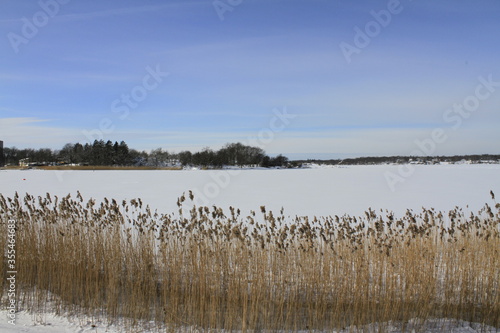 reeds in the water frozen and snow winter 