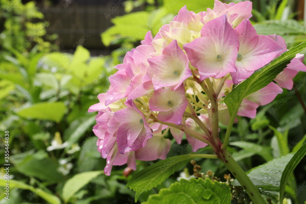 Hydrangea is blooming in pink and purple. Hydrangea macrophylla Hydrangea is blooming in pink and purple. Hydrangea macrophylla