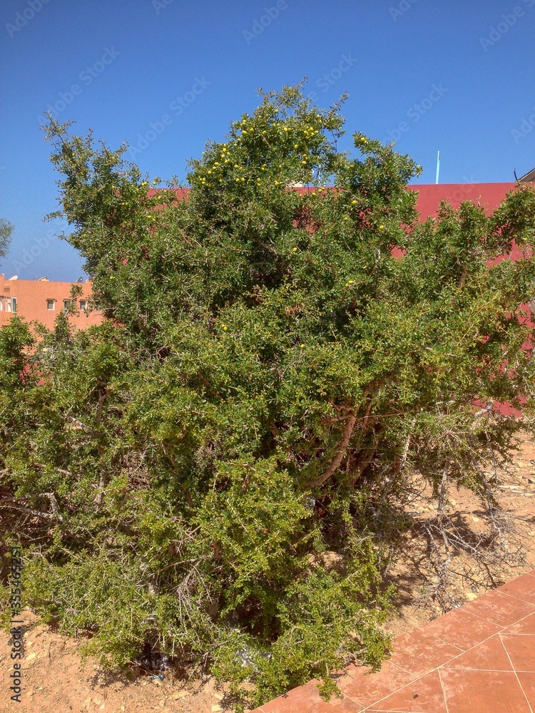 Argan tree in imi ouaddar Morocco - obrazy, fototapety, plakaty 