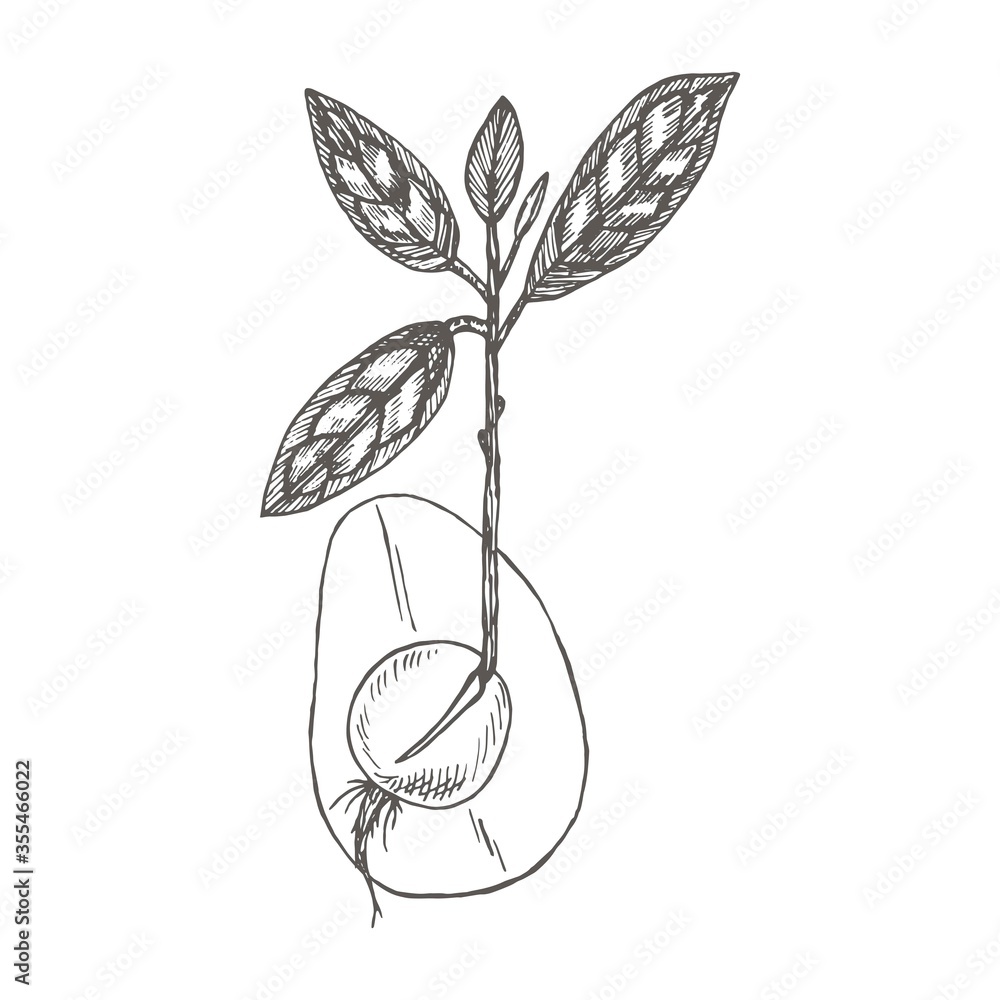 Seedling Avocado.Collection of hand-drawn flowers and plants. Tropical evergreen fruit plant. Seedling Avocado.Collection of hand-drawn flowers and plants. Tropical evergreen fruit plant.