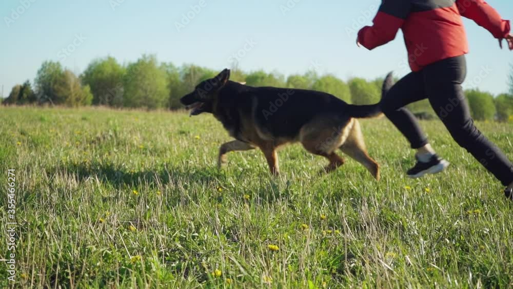 Girl plays with a German shepherd dog. Slow motion footage. Steadicam. Girl plays with a German shepherd dog. Slow motion footage. Steadicam.