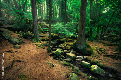 Mystical Forest with many paths and stand alone trees