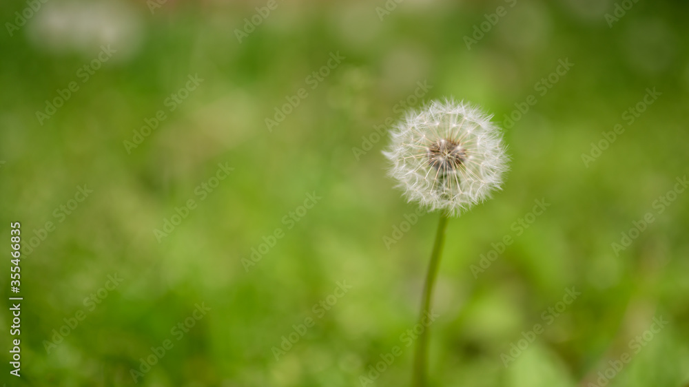 Dandelion, close-up. Macro with shallow depth of field. Dandelion, close-up. Macro with shallow depth of field.