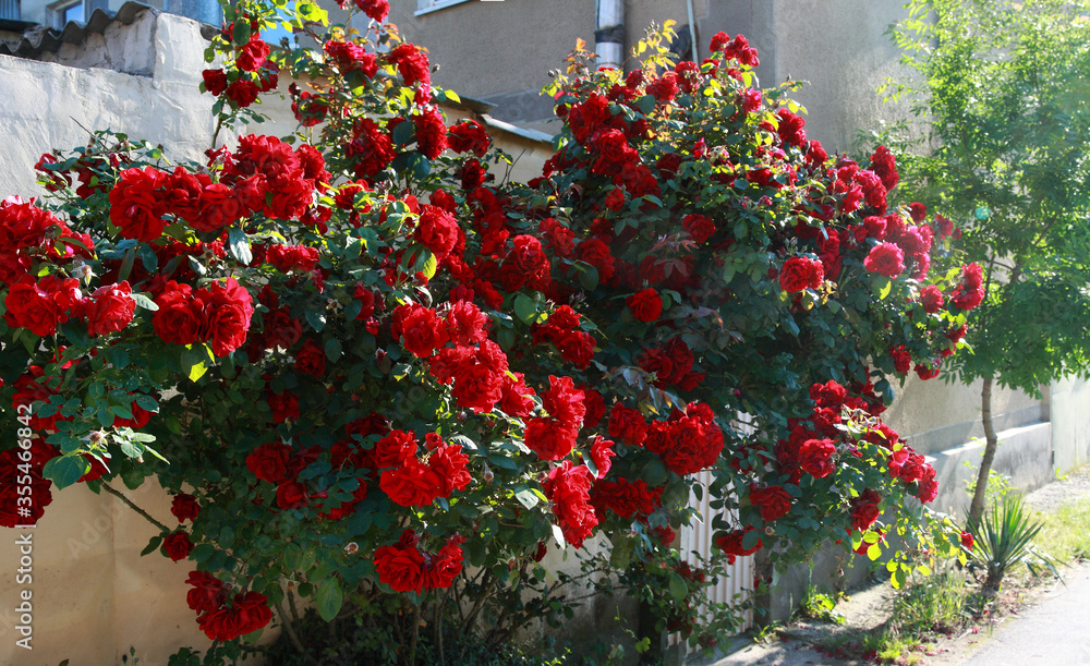 Panorama of a rose bush growing near the house