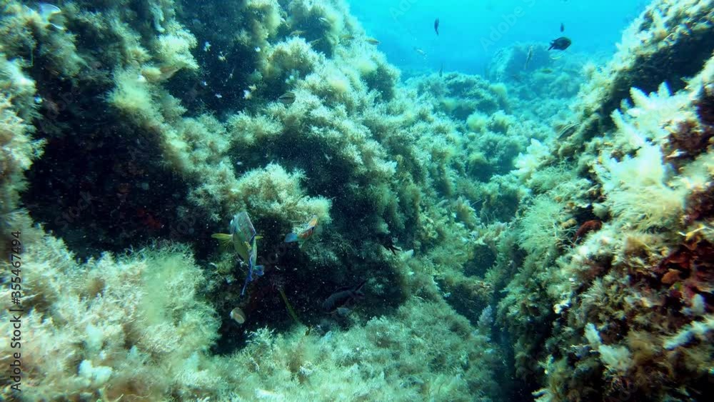 Colourful reef fish looking for food - Nature underwater Colourful reef fish looking for food - Nature underwater