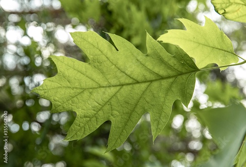 green maple oak leaves in sunlight