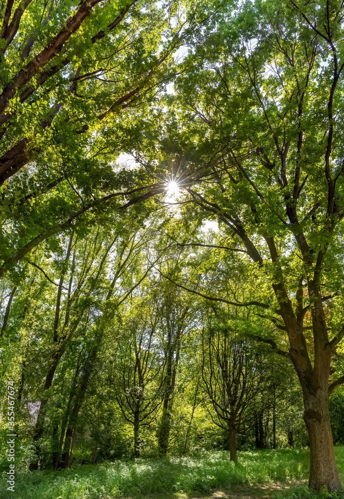 Panorama of sun trough Deciduous trees Panorama of sun trough Deciduous trees