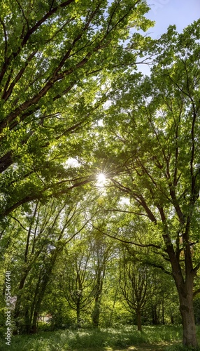 Panorama of sun trough Deciduous trees