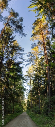 Panorama of a German pine forest 