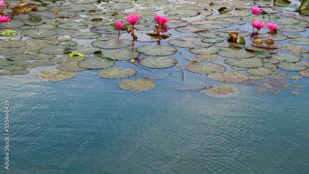 Lotus flowers grow well in natural water sources. Lotus flowers grow well in natural water sources.