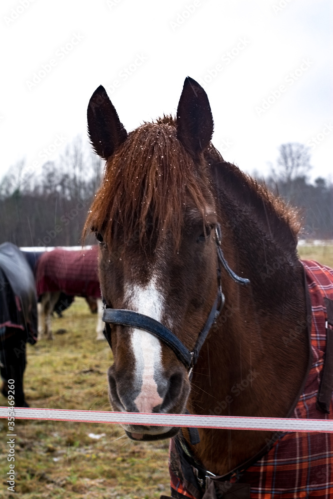 Fototapeta premium Close-up of a Bay horse grazing in a field