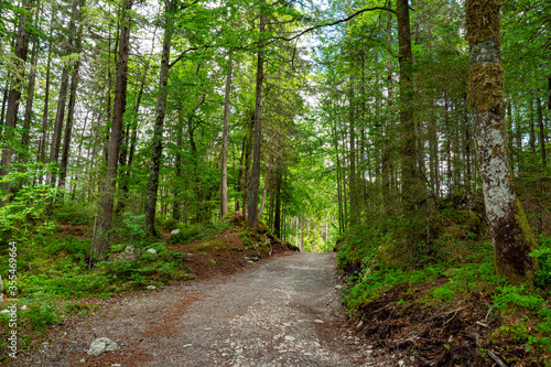 Hiking path through a forest on a sunny day - pure nature © 4kclips