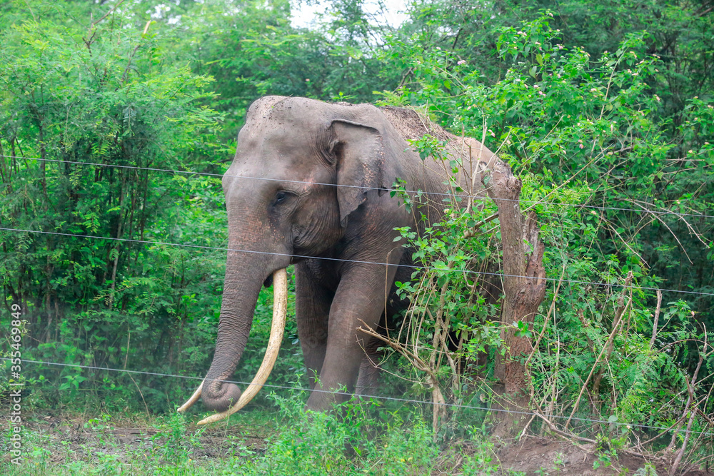 Fototapeta premium The Elephant