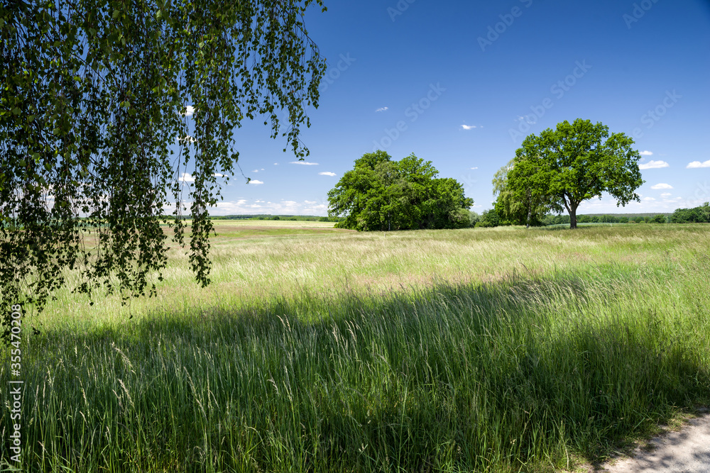 Fototapeta premium Grünland Wiesen und Weiden