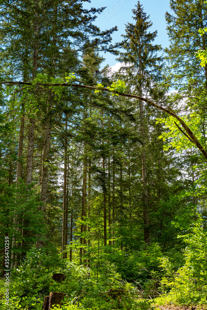 Fototapeta premium Hiking path through a forest on a sunny day - pure nature