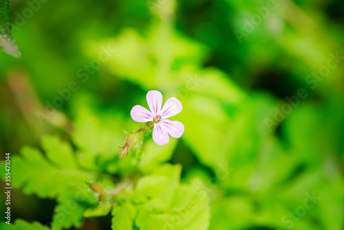 Fresh growing small tender garden flowers on a blurred green leaves background in a summer day.