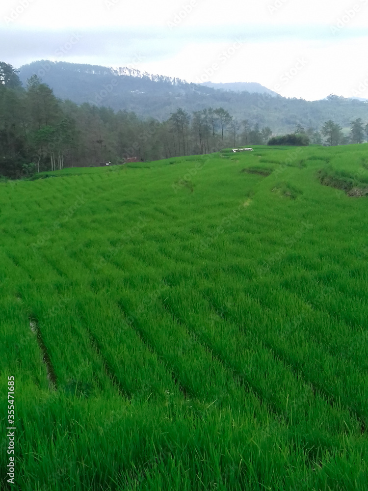 rice field in the morning