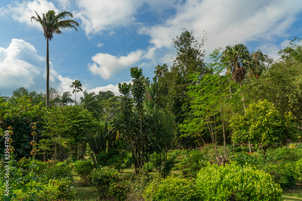 Peradeniya Royal Botanical Gardens, Kandy, natural green landscape, Sri Lanka.
