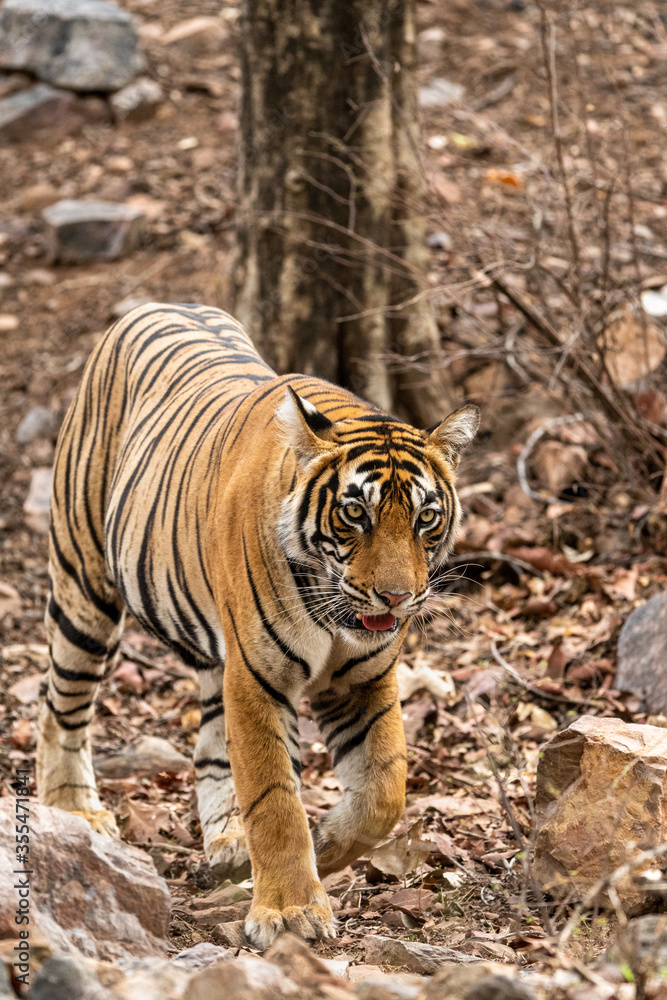 Stockfoto Royal bengal tiger head on walking in jungle safari. Wildlife  scene with danger animal in Hot summer . wild tiger or Panthera tigris at  Ranthambore National Park or tiger reserve Rajasthan
