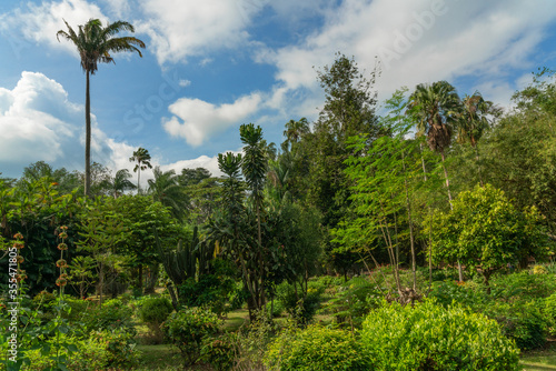 Peradeniya Royal Botanical Gardens  Kandy  natural green landscape  Sri Lanka.