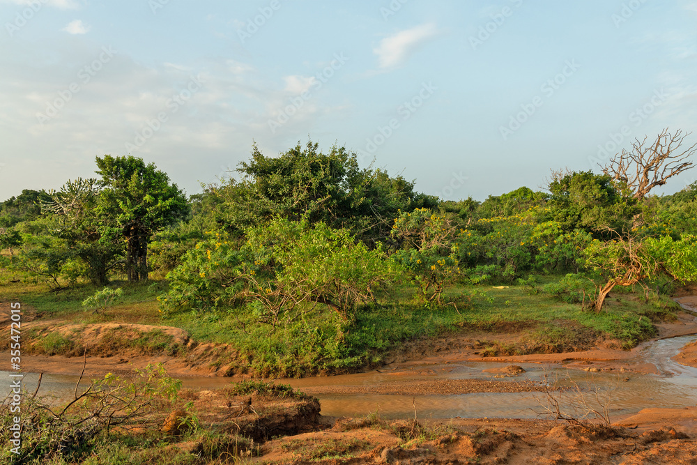 Sri Lanka jungle green landscape, Yala National Park