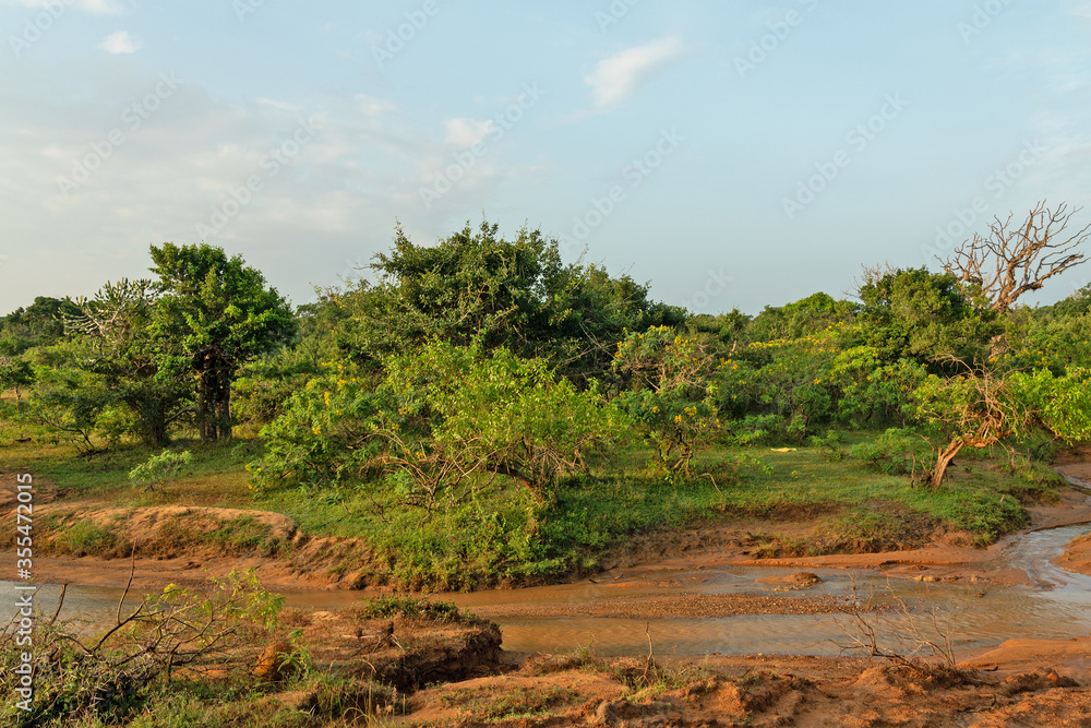 Fototapeta premium Sri Lanka jungle green landscape, Yala National Park