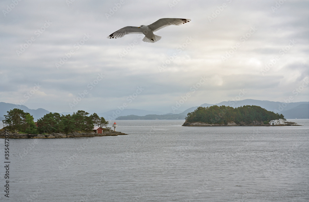 Lysefjord islands landscape sea view with flying seagull, Norway