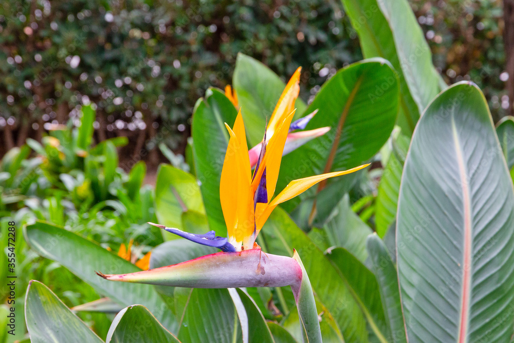 Exotic orange flower - bird of paradise (strelitzia flower) Exotic orange flower - bird of paradise (strelitzia flower)