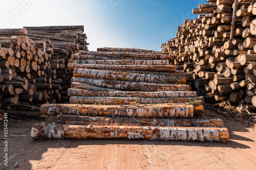 Stack of wood logs. Wood storage for industry. Felled tree trunks. Panorama of firewood cut tree trunk logs stacked prepared. Deforestation for Industrial production.