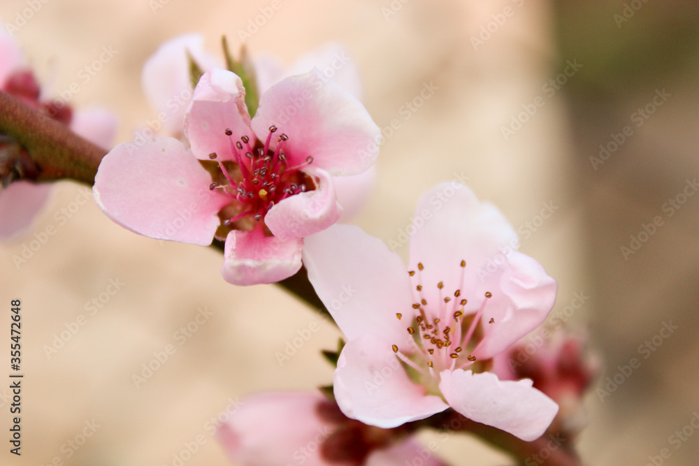 blooming pink peach nectarine in the warm spring in the sun in May blooming pink peach nectarine in the warm spring in the sun in May