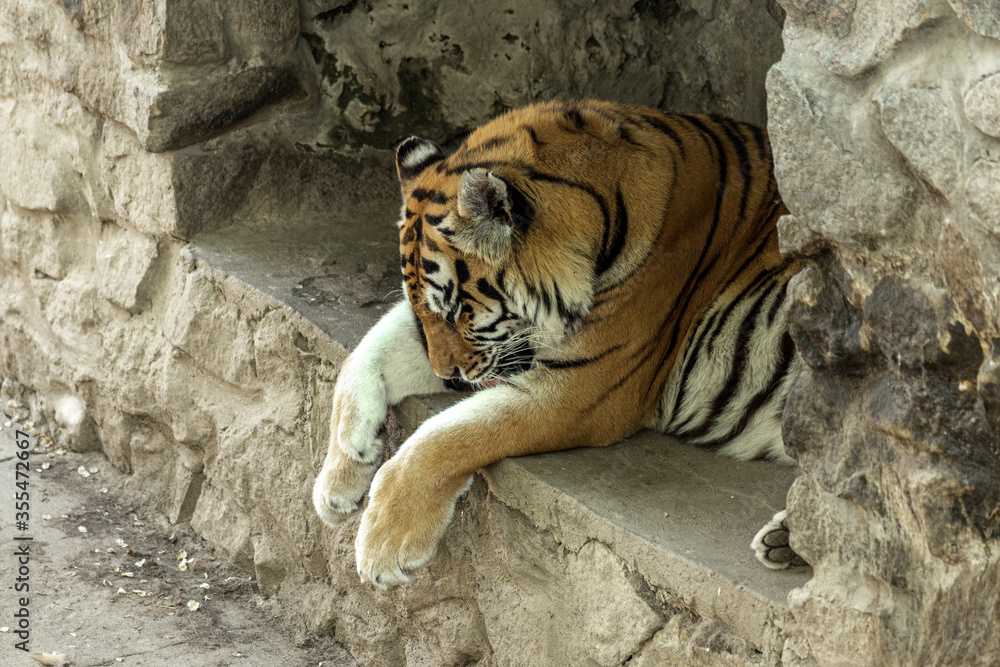 Siberian tiger (Panthera tigris tigris) is also called the Amur tiger (Panthera tigris altaica) in the aviary of the zoo. Dangerous mammal is a predatory animal in the taiga. Big wild cat Siberian tiger (Panthera tigris tigris) is also called the Amur tiger (Panthera tigris altaica) in the aviary of the zoo. Dangerous mammal is a predatory animal in the taiga. Big wild cat