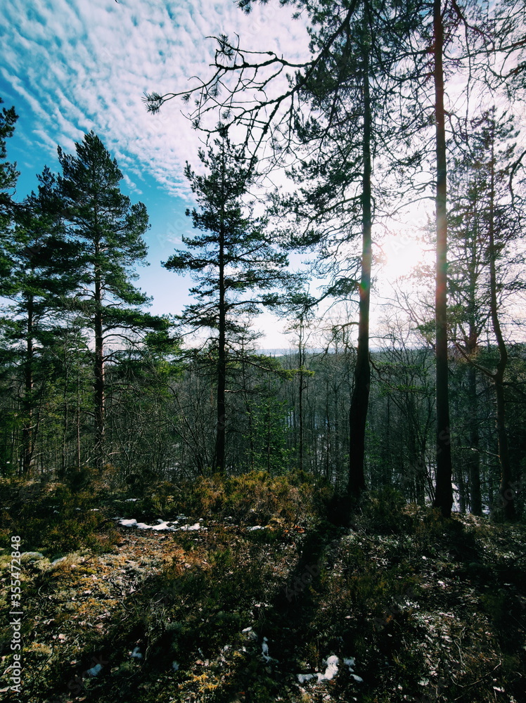 trees in the forest trees in the forest