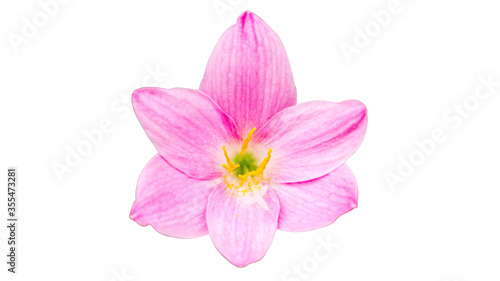 pink fairy lily or rain lily or sephyr flower isolated on white