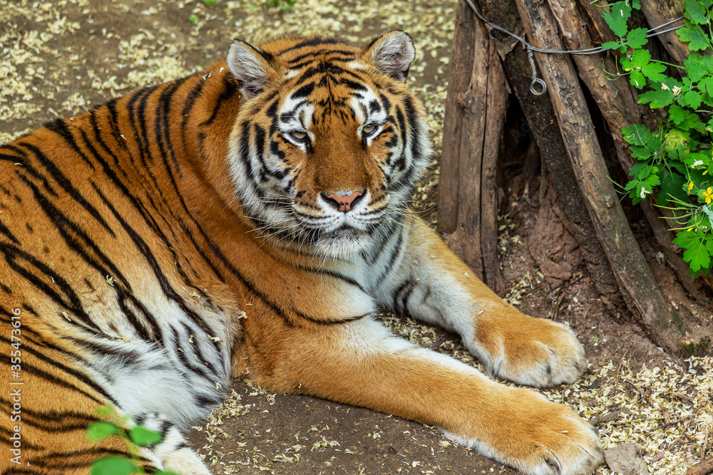 Siberian tiger (Panthera tigris tigris) is also called the Amur tiger (Panthera tigris altaica) in the aviary of the zoo. Dangerous mammal is a predatory animal in the taiga. Big wild cat Siberian tiger (Panthera tigris tigris) is also called the Amur tiger (Panthera tigris altaica) in the aviary of the zoo. Dangerous mammal is a predatory animal in the taiga. Big wild cat