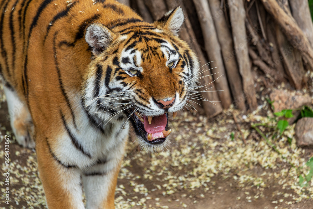 Siberian tiger (Panthera tigris tigris) is also called the Amur tiger (Panthera tigris altaica) in the aviary of the zoo. Dangerous mammal is a predatory animal in the taiga. Big wild cat Siberian tiger (Panthera tigris tigris) is also called the Amur tiger (Panthera tigris altaica) in the aviary of the zoo. Dangerous mammal is a predatory animal in the taiga. Big wild cat